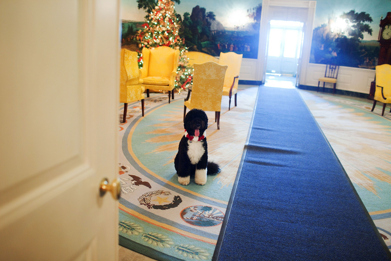 Bo, the Obama family dog, waits near a Christmas tree Dec. 3, 2009.Official White House Photo by Samantha Appleton